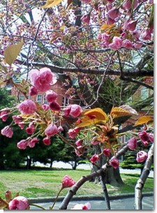 道庁赤レンガ桜２００９